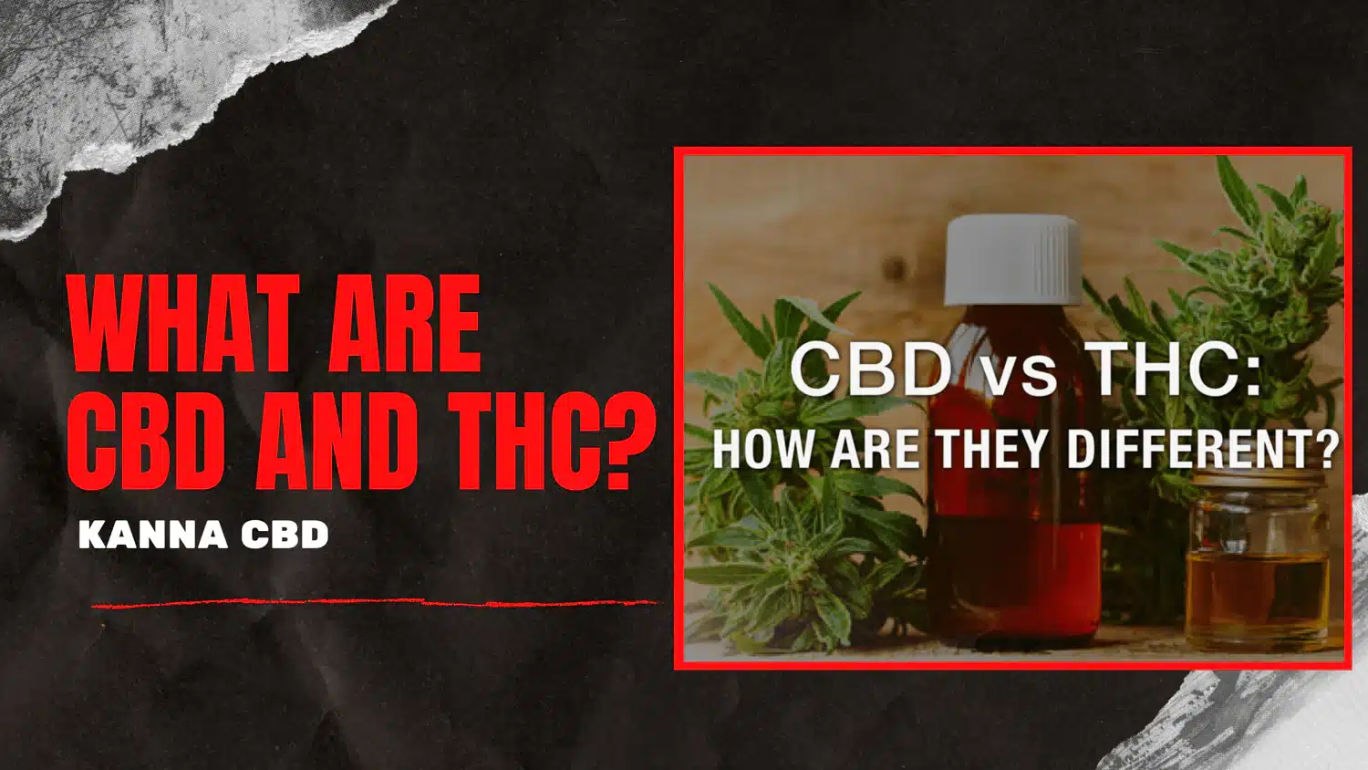 A bottle of brown liquid sits next to cannabis leaves with the text “CBD vs THC: How Are They Different?” on a graphic titled “What Are CBD and THC?” by Kanna CBD.