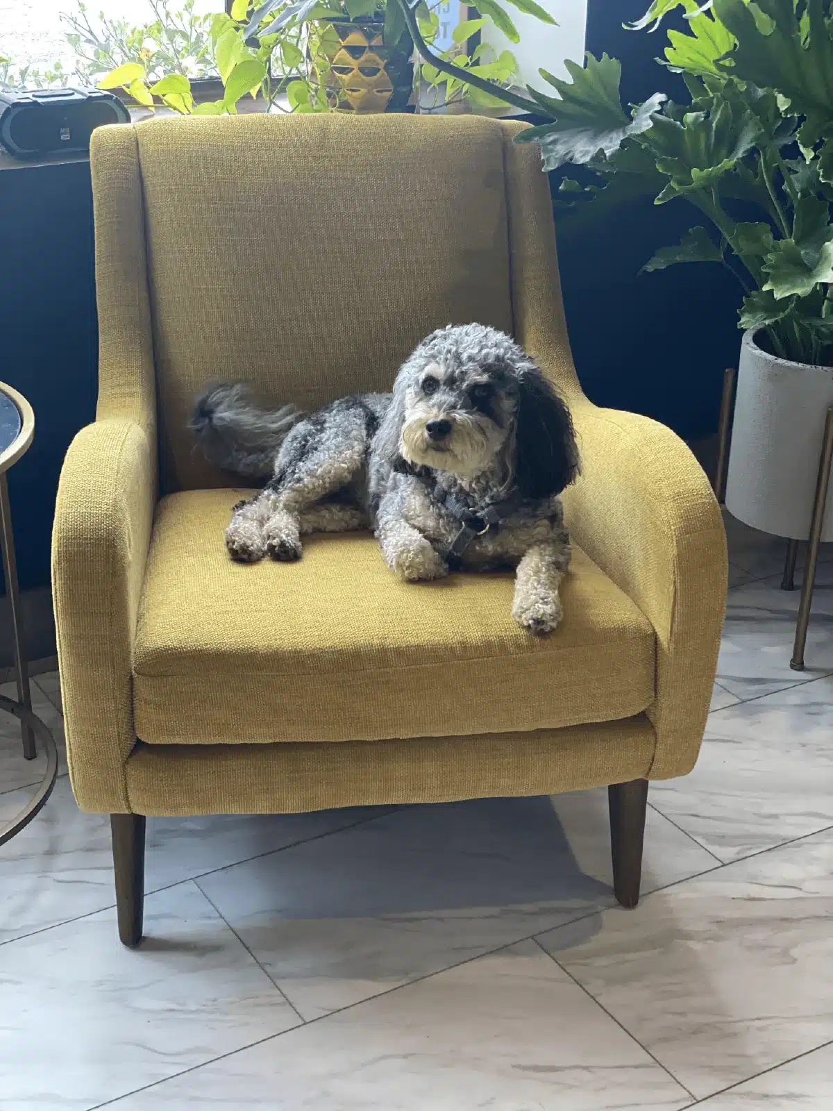 A small gray and black dog is lying on a mustard yellow armchair, surrounded by green potted plants and tiled flooring.