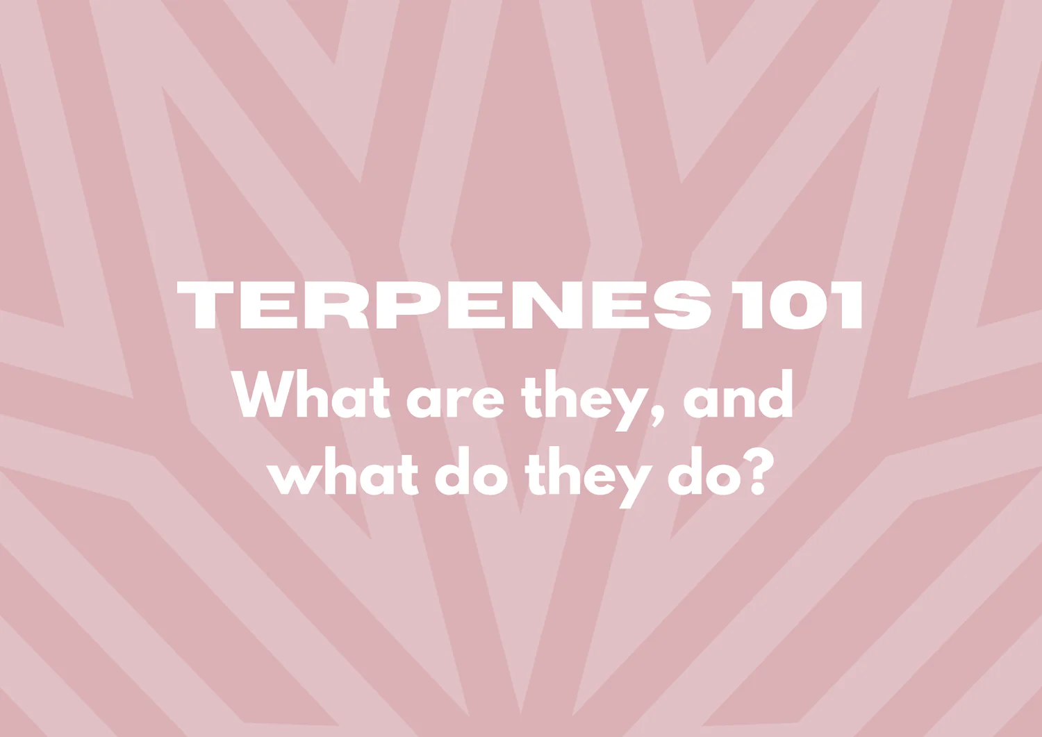 Text on a pink geometric background reads: "Terpenes 101: What are they, and what do they do?.