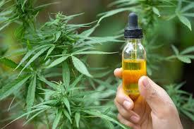 A hand holds a dropper bottle containing yellow liquid near a cannabis plant with green leaves in an outdoor setting.