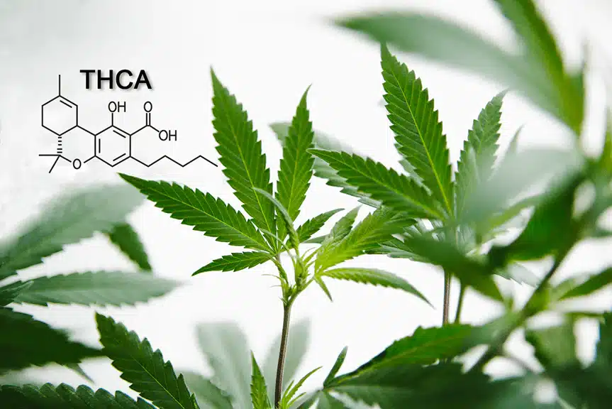 Close-up of cannabis plant leaves with the chemical structure and label "THCA" displayed in the top left corner.