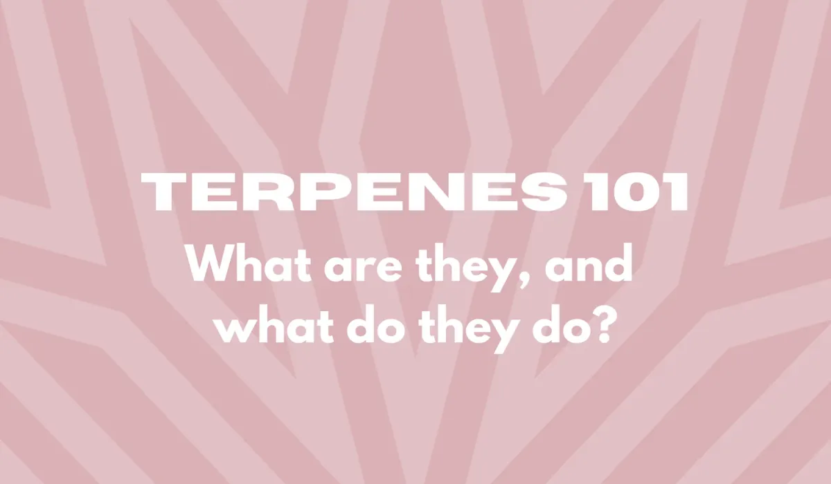 Text on a pink geometric background reads: "Terpenes 101: What are they, and what do they do?.