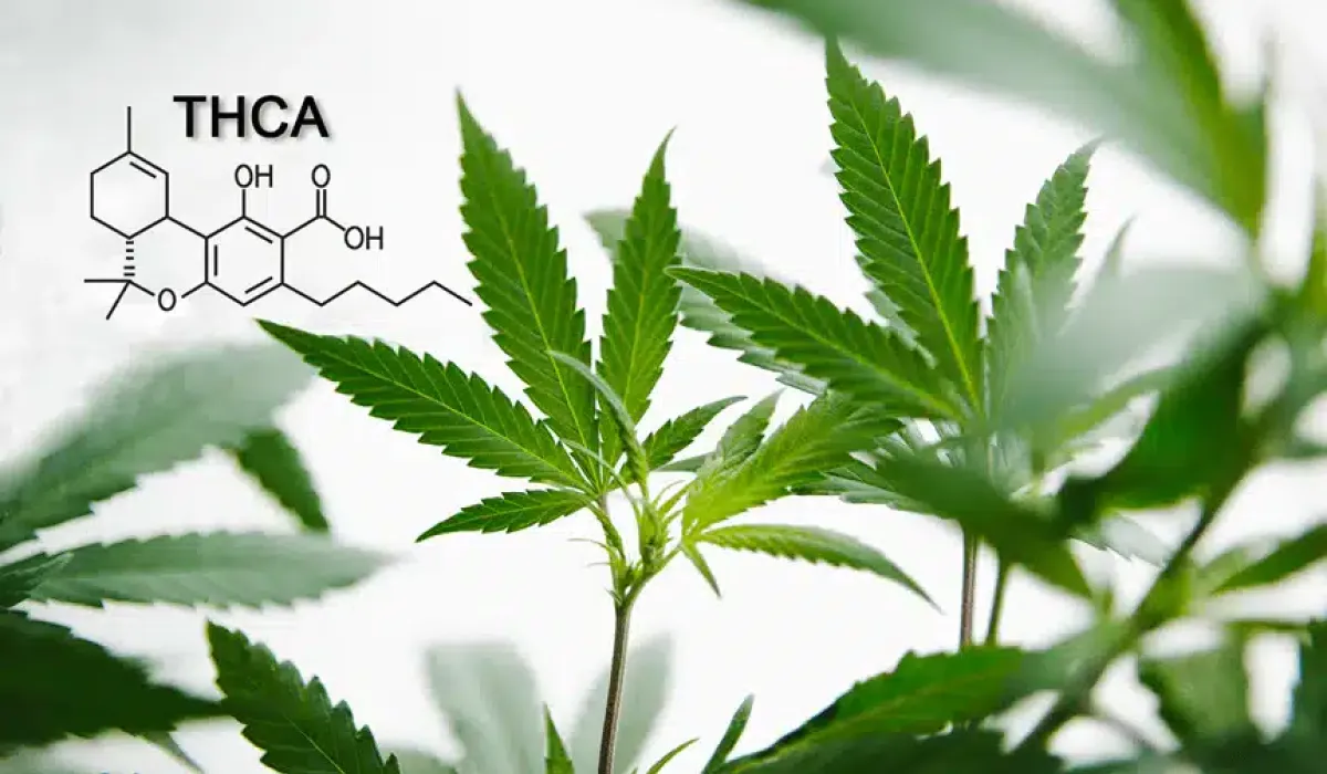 Close-up of cannabis plant leaves with the chemical structure and label "THCA" displayed in the top left corner.