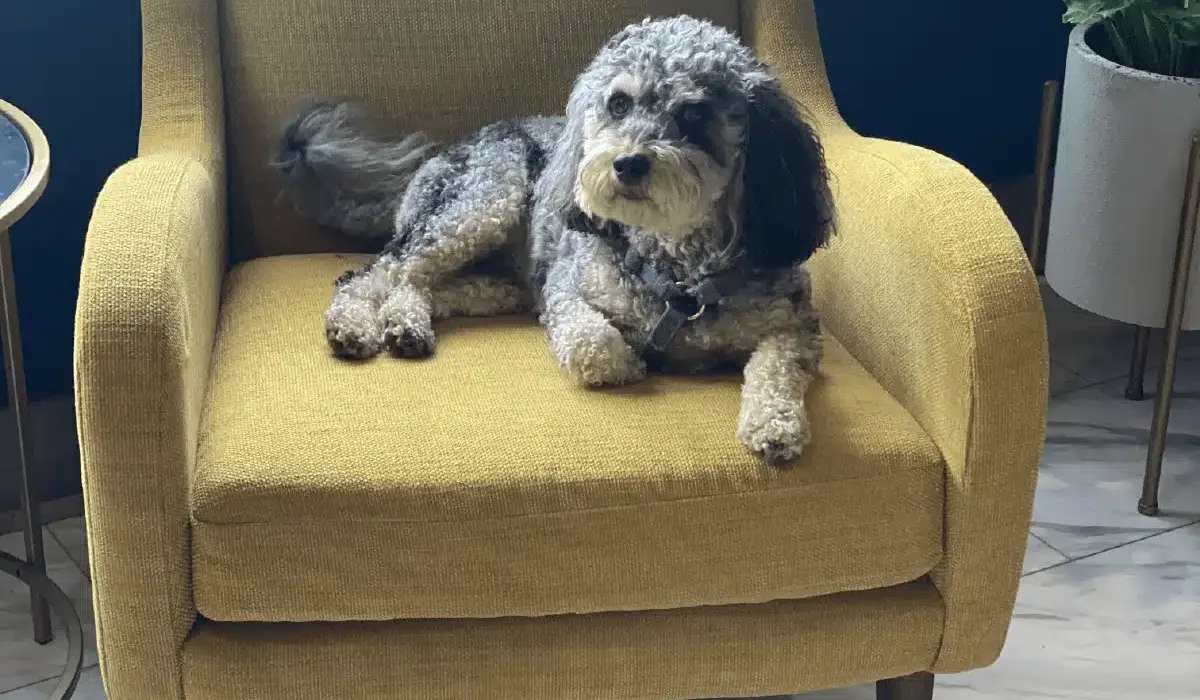 A small gray and black dog is lying on a mustard yellow armchair, surrounded by green potted plants and tiled flooring.