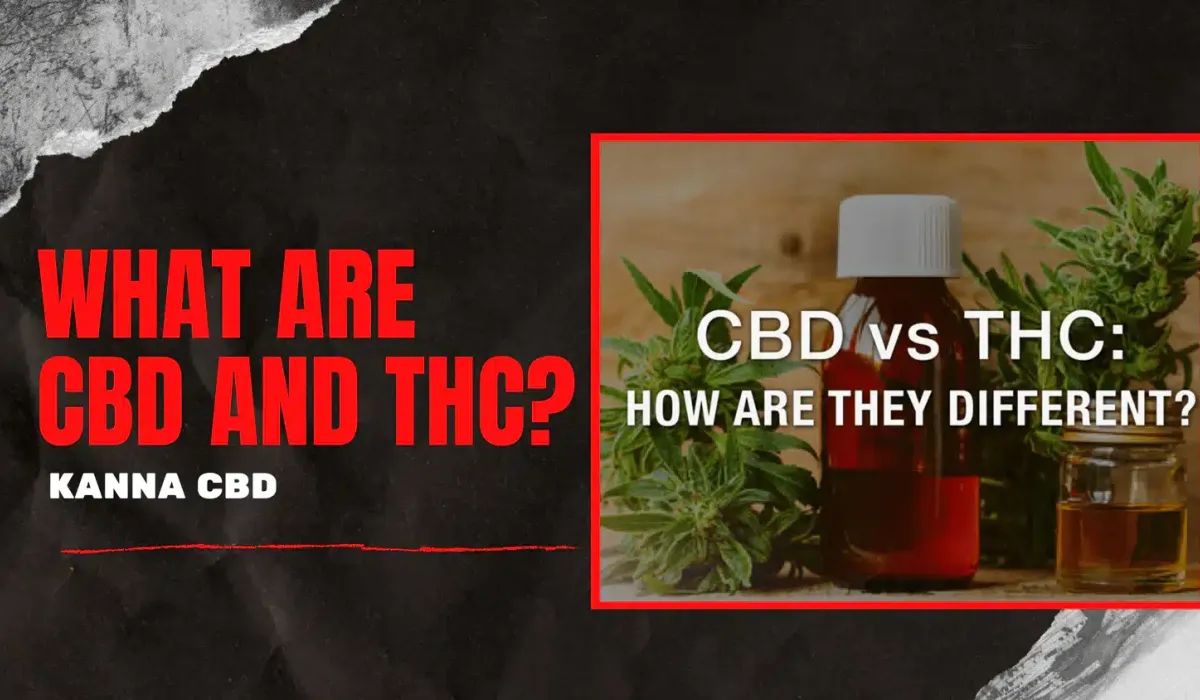 A bottle of brown liquid sits next to cannabis leaves with the text “CBD vs THC: How Are They Different?” on a graphic titled “What Are CBD and THC?” by Kanna CBD.